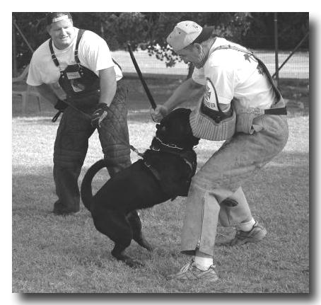 In 2002, while looking for a new Rottweiler male, we were directed to the USRC Phoenix Rottweiler Club and the Phoenix Schutzhund Club by another firefighter who used to be a Schutzhund helper at the