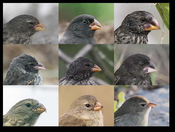 Charles Darwin brought the finches living on the Galápagos Islands to scientists attention following his famed voyage on HMS Beagle.
