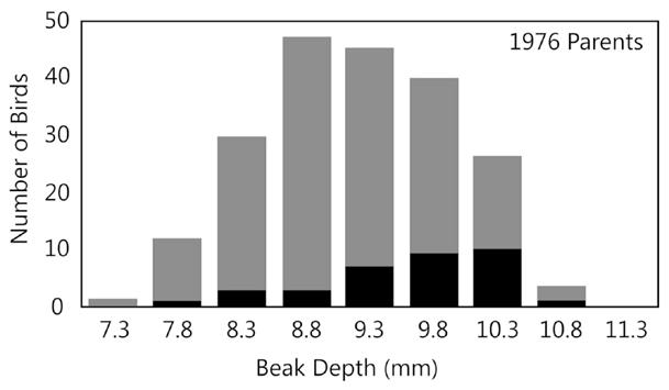 10. (Key Concept G) Figure 1 shows the beak depths of 200 medium ground finches on Daphne Major before a severe drought began on the island.