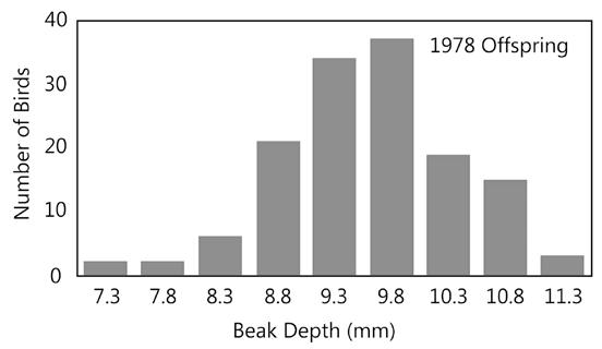 12. (Key Concept G) The graph in Figure 3 represents the beak sizes of the offspring of the birds that survived the drought of 1977.