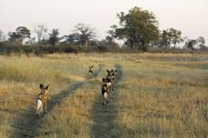 Hunting and diet The African wild dog hunts in packs. Like most members of the dog family, it is a cursorial hunter, meaning that it pursues its prey in a long, open chase.