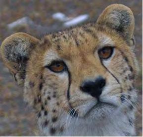 Regional Conservation Strategy for the Cheetah and African
