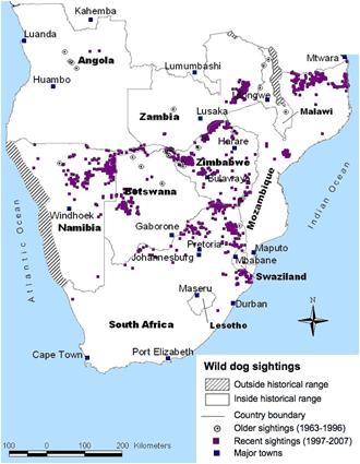 4.2 Current distribution 4.2.1 Point locations The first step in mapping wild dogs current distribution was to collate data on the locations of recent (i.e. during the past 10 years) confirmed records of wild dogs presence, primarily (though not exclusively) sightings of live animals.