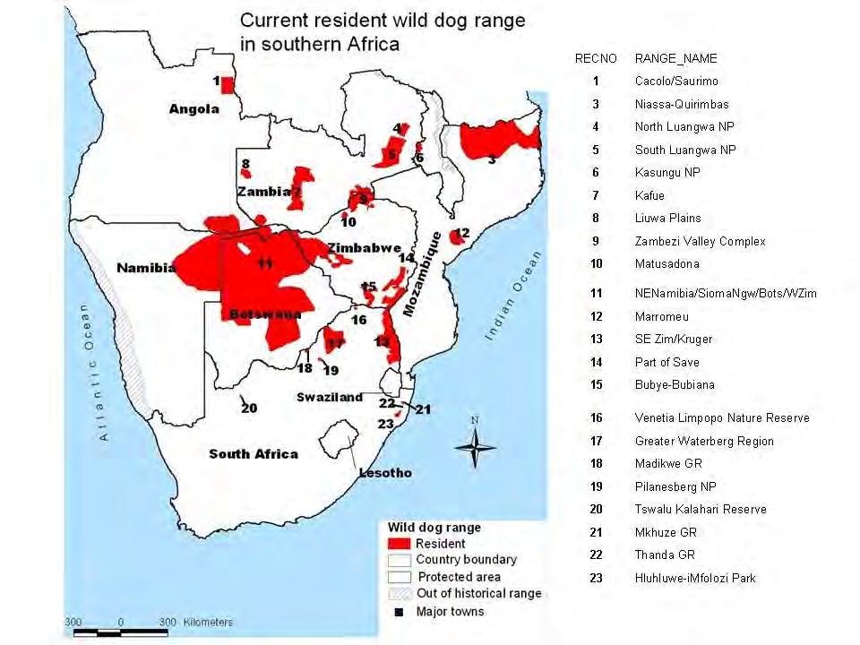 The large number of wild dogs resident in transboundary populations highlights the need for trans-boundary management of wild dog conservation in several areas.