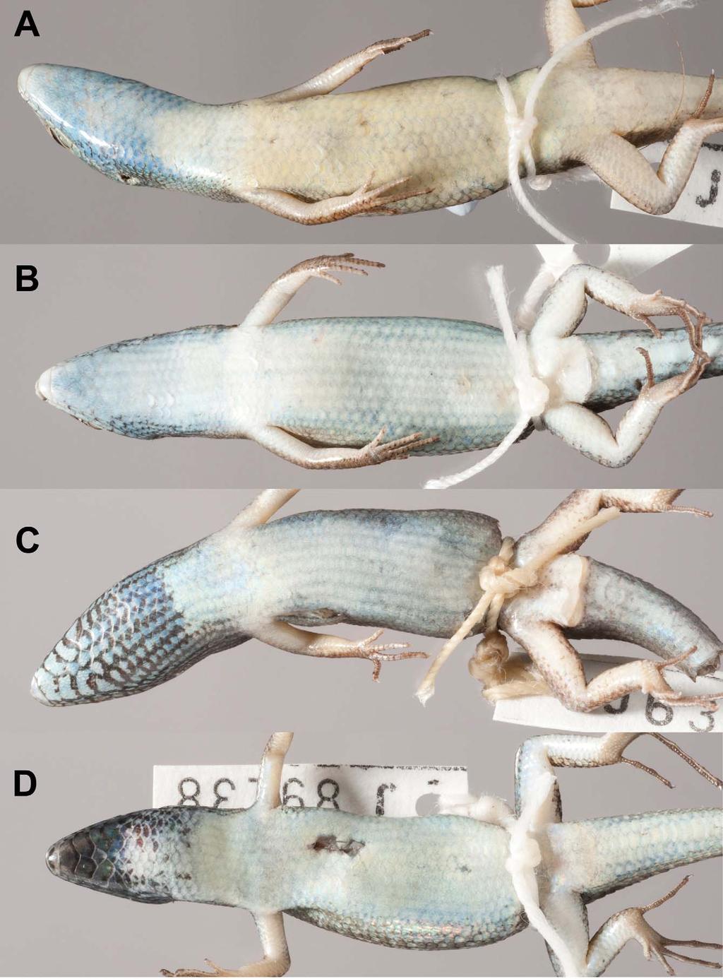 FIGURE 5. Comparison of typical ventral pattern of males: (A) C. decora sp. nov., QMJ90878, Townsville; (B) C. rubigo sp. nov., QMJ90885, Magnetic Island; (C) C.
