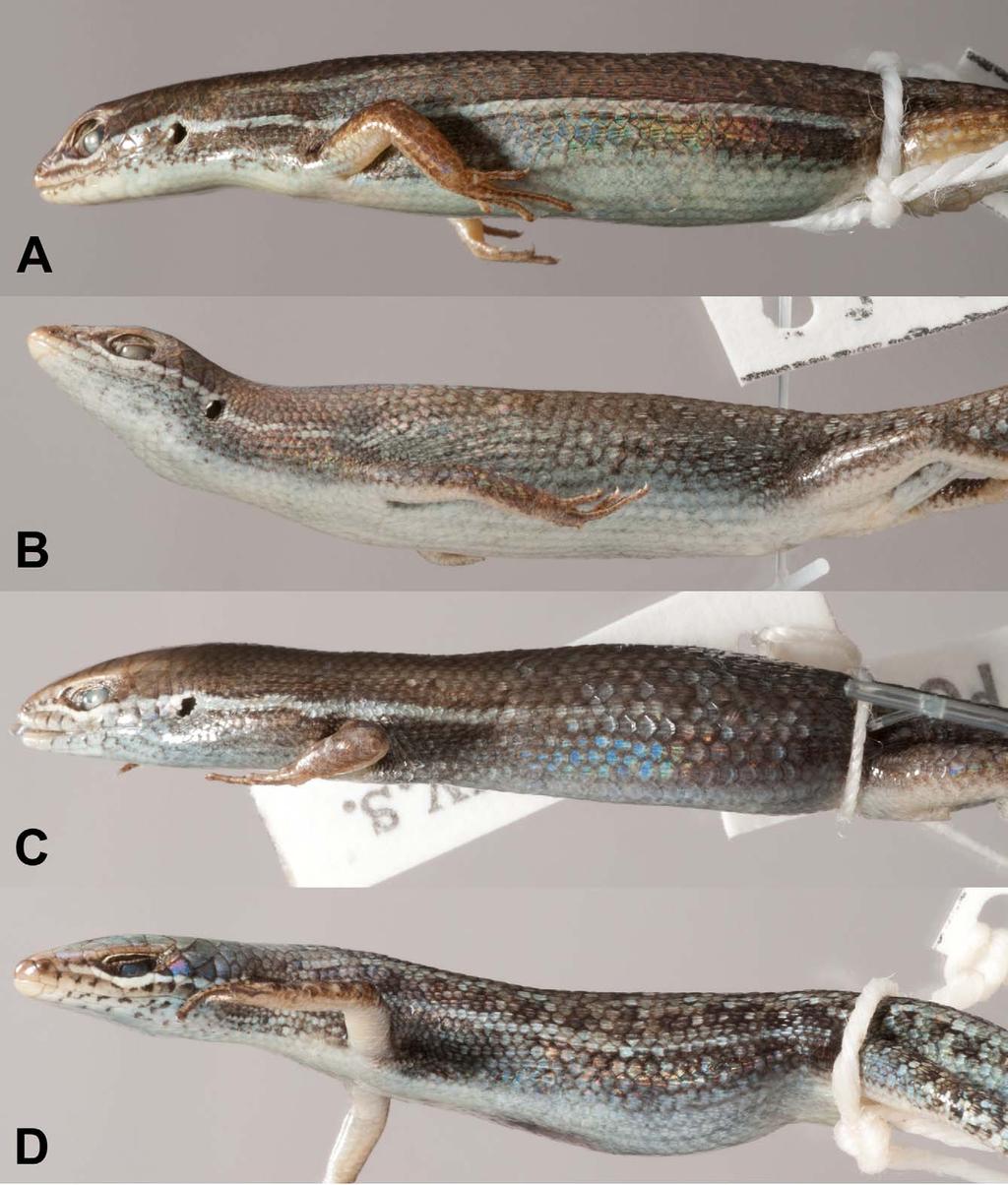 FIGURE 6. Comparison of typical lateral pattern of females: (A) C. decora sp. nov., QMJ74805, Cape Hillsborough; (B) C. rubigo sp. nov., QMJ76658, Magnetic Island; (C) C.