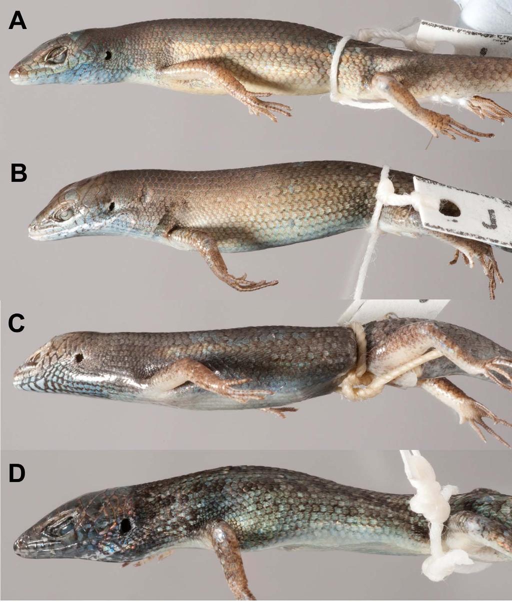 FIGURE 4. Comparison of typical lateral pattern of males: (A) C. decora sp. nov., QMJ90878, Townsville; (B) C. rubigo sp. nov., QMJ90885, Magnetic Island; (C) C.