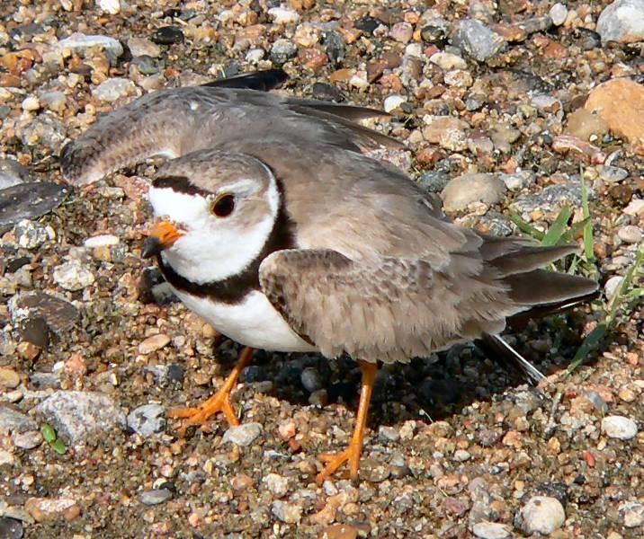 Broken Wing Display Piping plovers protect their nests and chicks by doing a broken wing display.