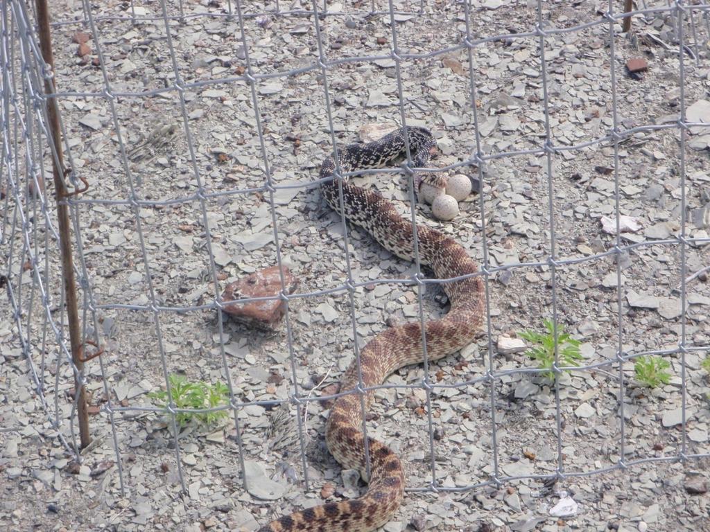 This bull snake is enjoying a meal of piping