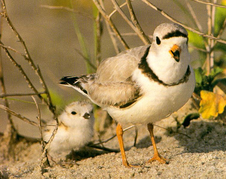 Piping Plover Below: Note the color of the sand and the plover s back.