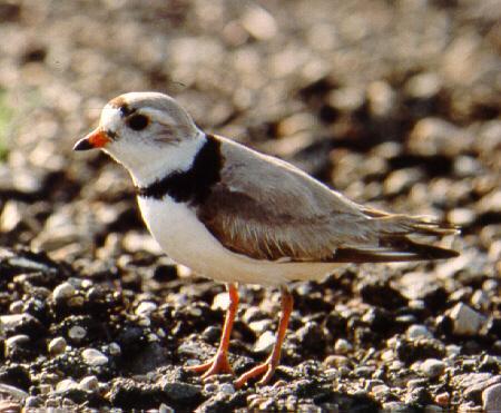 Piping Plover Identification Smaller than a robin 1. Single black neck band 2.