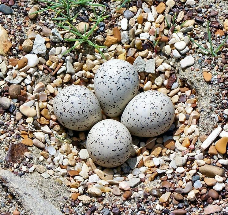 Piping Plover Nest The piping plover normally will lay 4 eggs in a nest bowl lined with small stones.