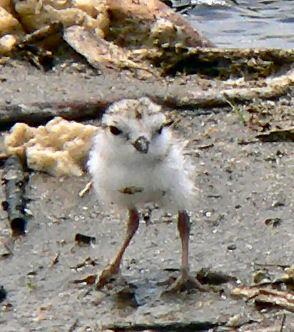 Piping Plover Chicks Once the plover chicks hatch they spend most of their time feeding in the wet sand