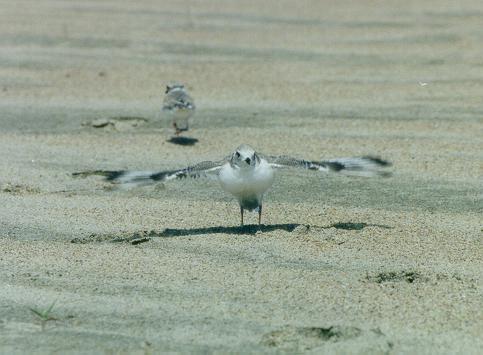 Piping Plover Fledglings Fledged (have the ability to fly) Plovers differ from the parents breeding plumage in that they have a totally