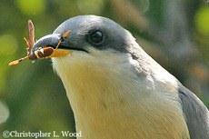 Fig. 2. Mangrove cuckoo feeding on an insect. [http://bna.birds.cornell.