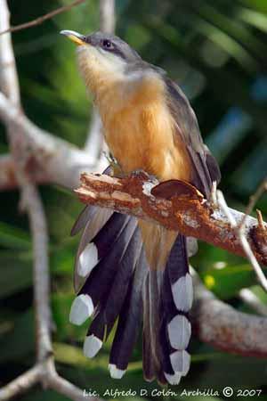 Fig. 3. Mangrove cuckoo spreading its tail feathers. [http://www.