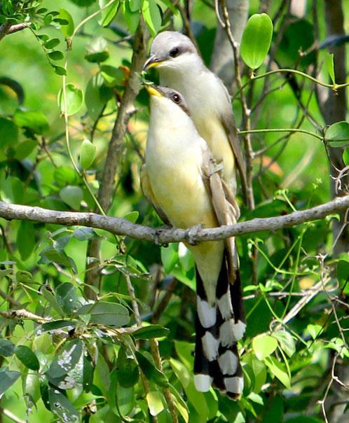Fig. 4. Mangrove cuckoo showing courtship feeding and copulation. [http://neotropical.birds.