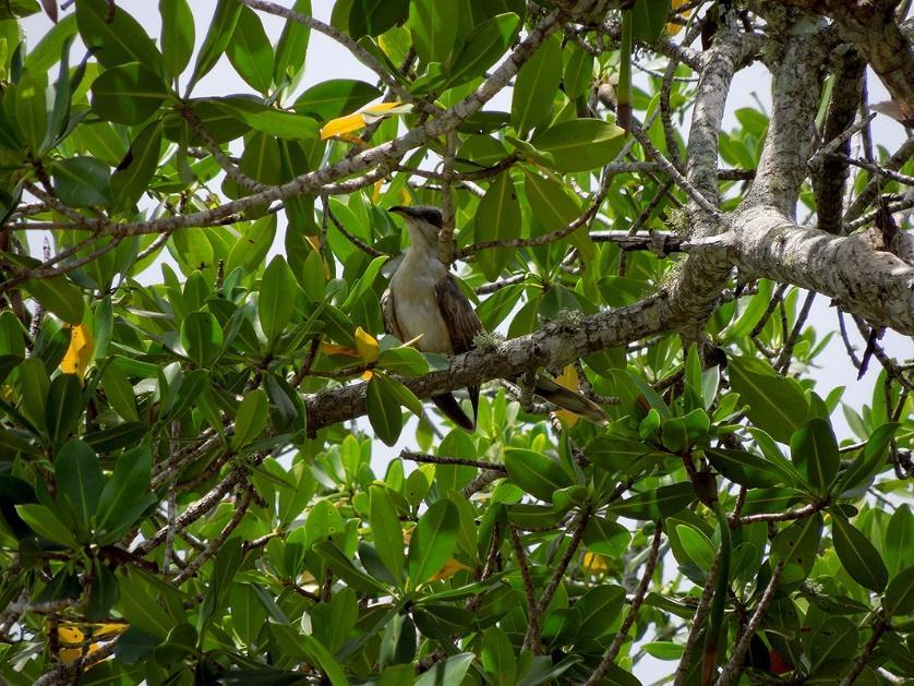 A young mangrove cuckoo fledging. [http://neotropical.birds.cornell.edu/portal/species/gallery?