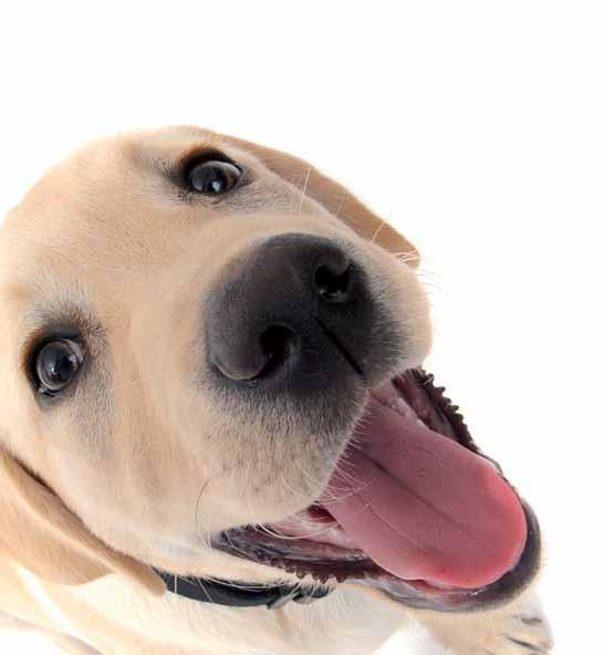 Module 3 Guide Dogs in the