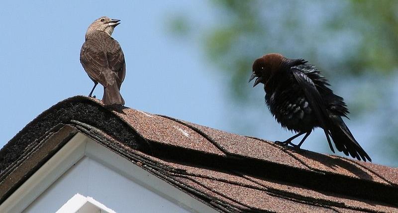 cowbird Discuss the effectiveness of the brown-headed cowbird s reproductive strategy and why it could be affecting the survival of songbirds across the USA.