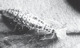Larvae are spiny and alligator-like with long, sickle-shaped jaws to grasp prey and suck their body fluids.