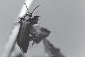 Blister beetles are abundant during and following years when grasshoppers are abundant because the larvae of many blister beetle species eat grasshopper eggs. Figure 5.