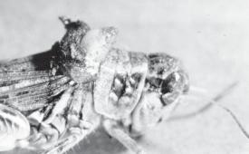 The larvae of all species are parasites of the larvae of butterflies and moths, beetles, sawflies and other insects. Most tachinids lay their eggs directly on the body of the host.