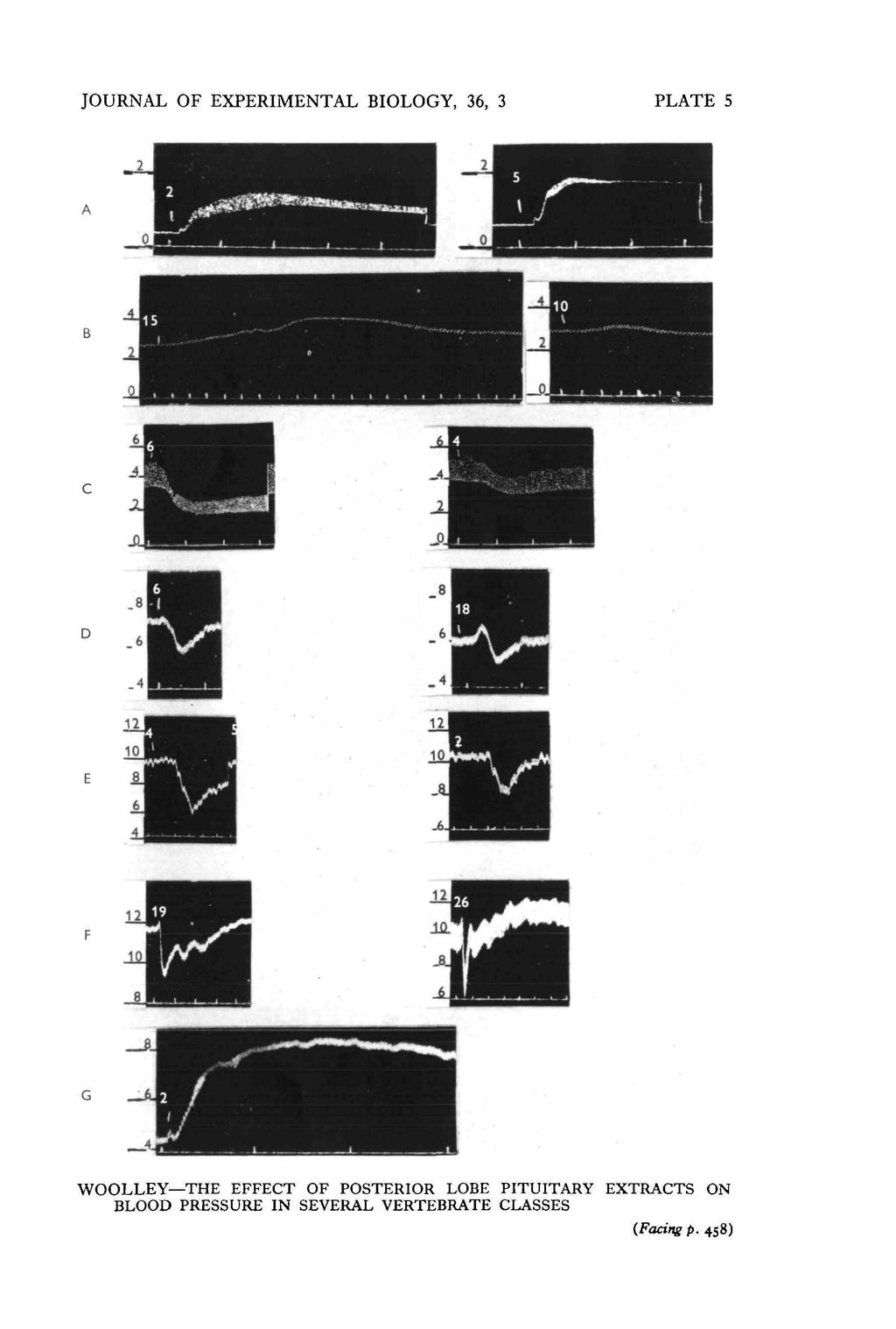 JOURNAL OF EXPERIMENTAL BIOLOGY, 36, 3 PLATE 5 WOOLLEY THE EFFECT OF POSTERIOR