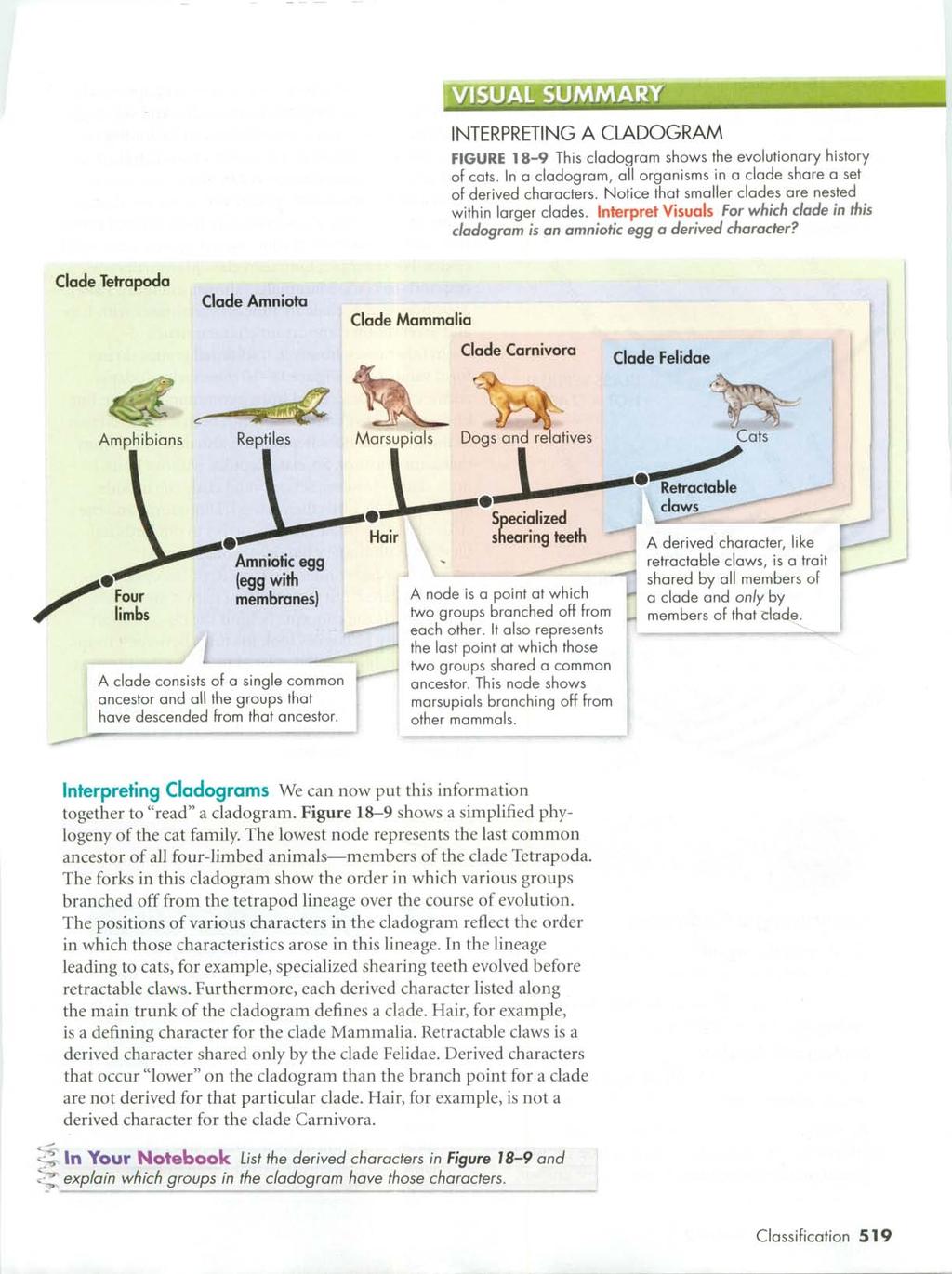 VISUAL SUMMARY INTERPRETING A CLADOGRAM FIGURE 18-9 This cladogram shows the evolutionary history of cats. In a cladogram, all organisms in a clade share a set of derived characters.