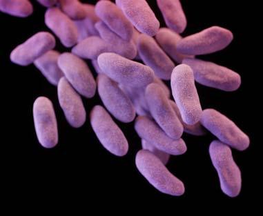CARBAPENEM-RESISTANT ENTEROBACTERIACEAE INFECTIONS 9,000DRUG-RESISTANT PER YEAR 600DEATHS THREAT LEVEL URGENT This bacteria is an immediate public health threat that requires urgent and aggressive