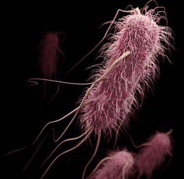 EXTENDED SPECTRUM β-lactamase (ESBL) PRODUCING ENTEROBACTERIACEAE 26,000 1,700 DRUG-RESISTANT INFECTIONS DEATHS 140,000 ENTEROBACTERIACEAE INFECTIONS PER YEAR THREAT LEVEL SERIOUS This bacteria is a