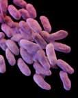 Technical Appendix Carbapenem-Resistant Enterobacteriaceae Multidrug-Resistant Acinetobacter Fluconazole-Resistant Candida Extended Spectrum Β-lactamase producing Enterobacteriaceae (ESBLs)