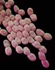 Pseudomonas aeruginosa, Candida, Acinetobacter, or Enterococci were obtained from a 2011 survey of 11,282 patients in 183 hospitals in 10 different states, among whom 452 were identified with at
