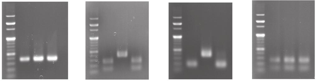 Kim et al.: PCR-RFLP-based genotyping of E. granulosus 681 AA(C/T) ATT ATC], nad-f [A(G/A)(A/T) TTC GTA AGG G(G/C) C CTA ATA], and nad-r [(A/T)CC(A/T) CT AAC(T/C) AA TTC ACT TTC].