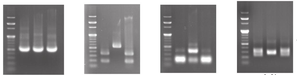 We used more than 10 restriction enzymes for hypothetical RFLP, as it was not possible to identify all genotypes using only 1 enzyme.
