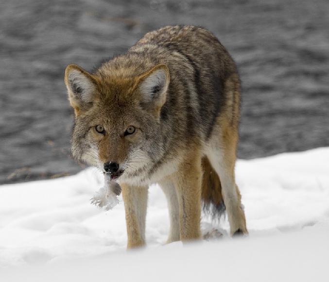 Coyote Canis latrans Other common names Eastern Coyote Introduction Coyotes are the largest wild canine with breeding populations in New York State.