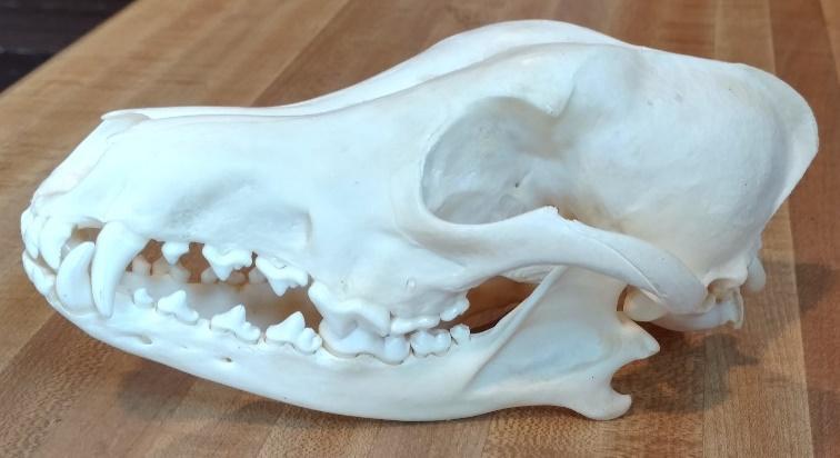 Coyote skull (female). Habitat Coyotes are highly adaptable, and can be found in a variety of habitats. Their natural habitats tend to be forest and woodlands, grasslands, and brushy fields.