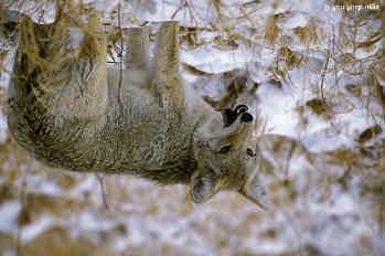 Food Habits Coyotes are