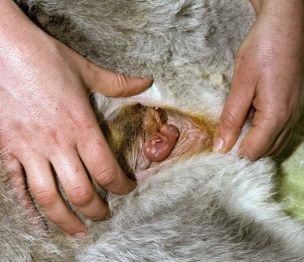 .. 16 A two-week-old red kangaroo joey drinks milk while safe in its mom s pouch. What s a Joey?