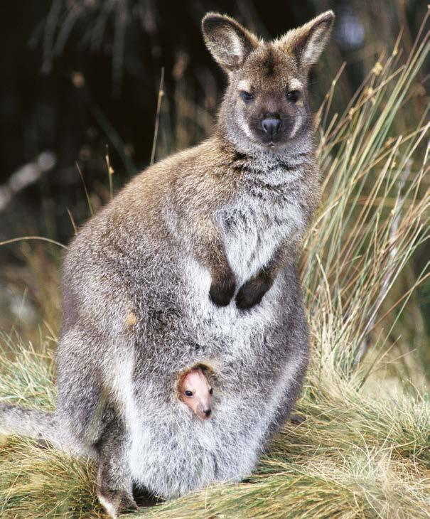 Asia PACIFIC OCEAN INDIAN OCEAN Australia SOUTHERN OCEAN Tasmania A red-necked wallaby and her joey. Many wallabies are named for where they live, such as the brush or rock wallabies.