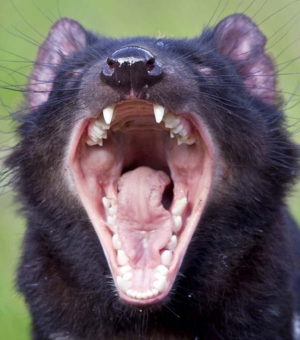Australia Where Tasmanian devils live Tasmanian devils are in danger of dying off because of disease and hunters.