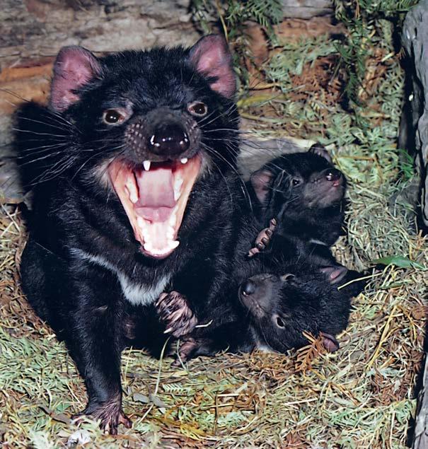 Her little joeys can scream very loudly. What are they? 11 12 They are Tasmanian devils!