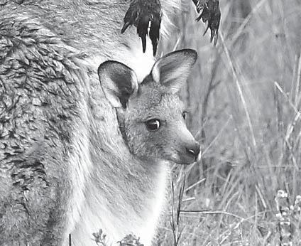 The Red Kangaroo Activity 2 Read about the red kangaroo on page six and answer the questions. 1. 2. 3. How does the red kangaroo camouflage itself?