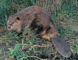 Castor canadensis 3-4, tail 11-21, 35-66 lbs.