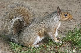 Tree Squirrels (Squirrel Family) Western Gray Squirrel* Sciurus griseus 18-24 long, tail 9.5-12, 15-34 oz.