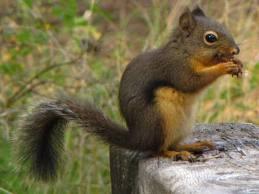 Similar color to fox squirrel (roughly half size) brownish gray back w/light
