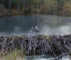 American Beaver Lodges massive piles of mud and slcks