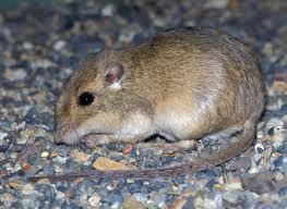 Pocket Mouse Family Great Basin Pocket Mouse* Perognathus parvus 6-8, tail 3.5-4.