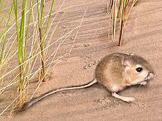 Kangaroo Rats (Pocket Mouse Family) Ord s Kangaroo Rat* Dipodomys ordii 9-11,