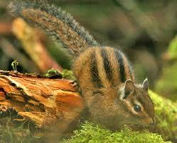 Chipmunks (Squirrel Family) Townsend s